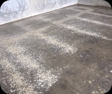 Bird droppings on concrete floor